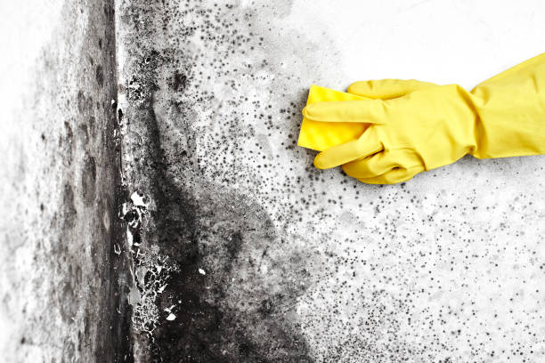 Office Mold Removal Services in Munroe Falls, OH