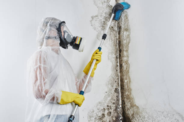 Reliable Munroe Falls, OH Mold Removal Solutions