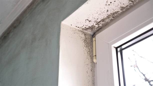 Best Toxic Mold Removal  in Munroe Falls, OH