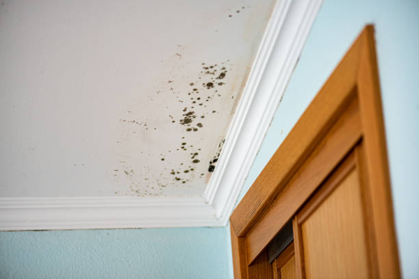 Mold Removal Process in Munroe Falls, OH