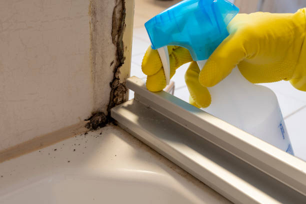 Best Fast Mold Removal  in Munroe Falls, OH