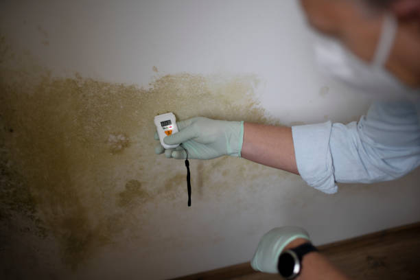 Best Office Mold Removal Services  in Munroe Falls, OH