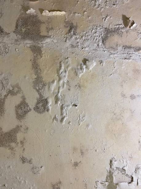 Best Certified Mold Removal  in Munroe Falls, OH