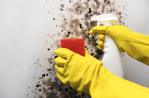 Best Residential Mold Removal  in Munroe Falls, OH