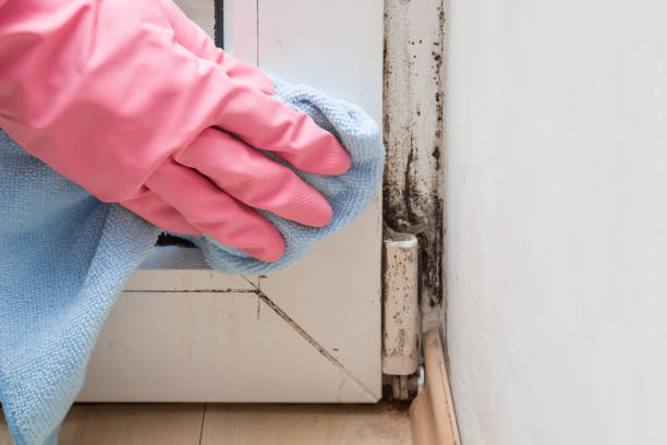 Best Mold Damage Repair  in Munroe Falls, OH